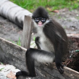 Kekah, monyet khas natuna dengan mata bulat dan jalan dengan cara melompat-lompat. Foto by Ikhsan