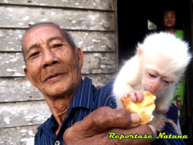 Monyet putih yang diberi nama Hanoman kemudian dipelihara warga.